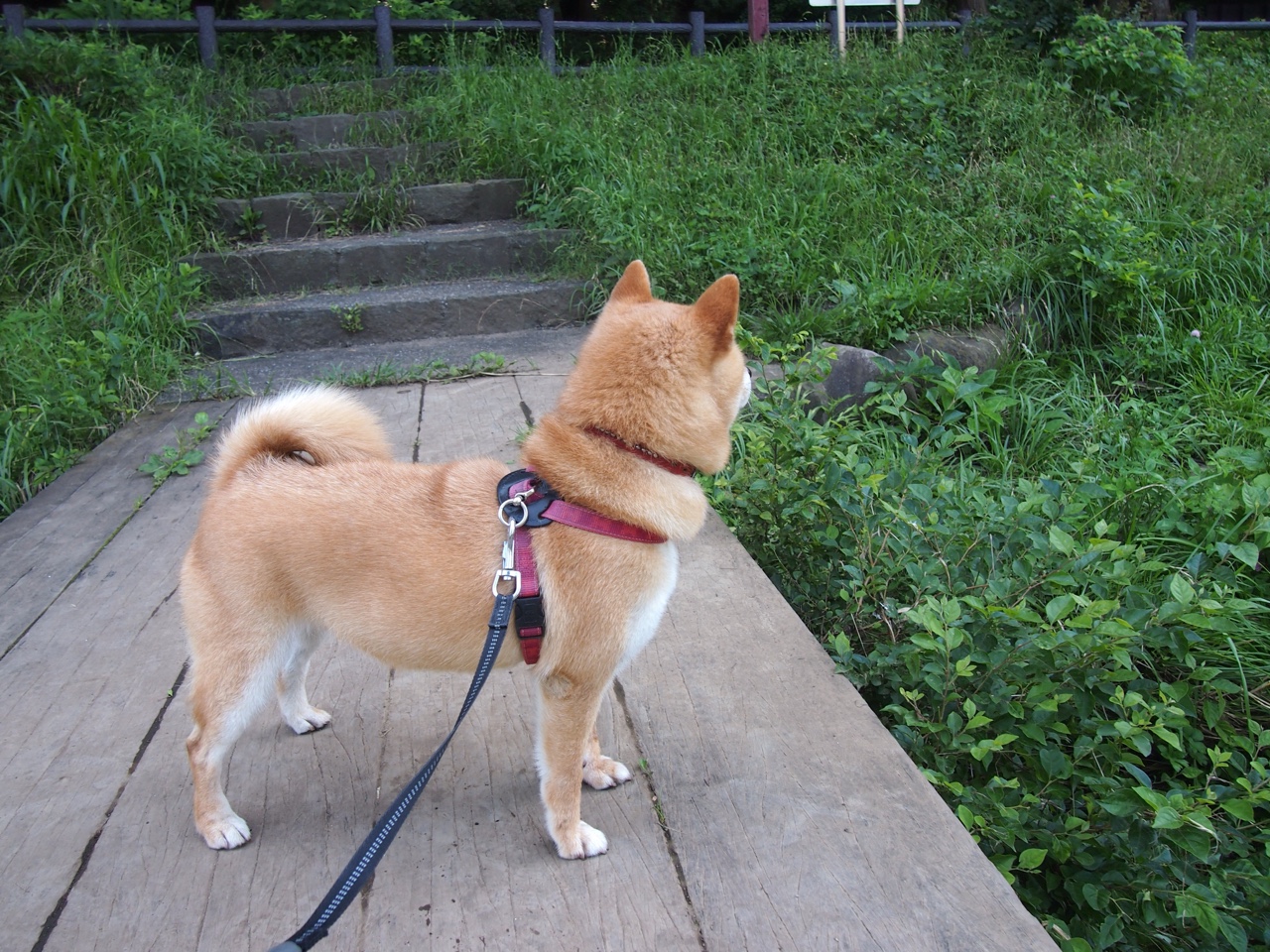 CBA球队注重球员个人成长规划,cba球员基本功