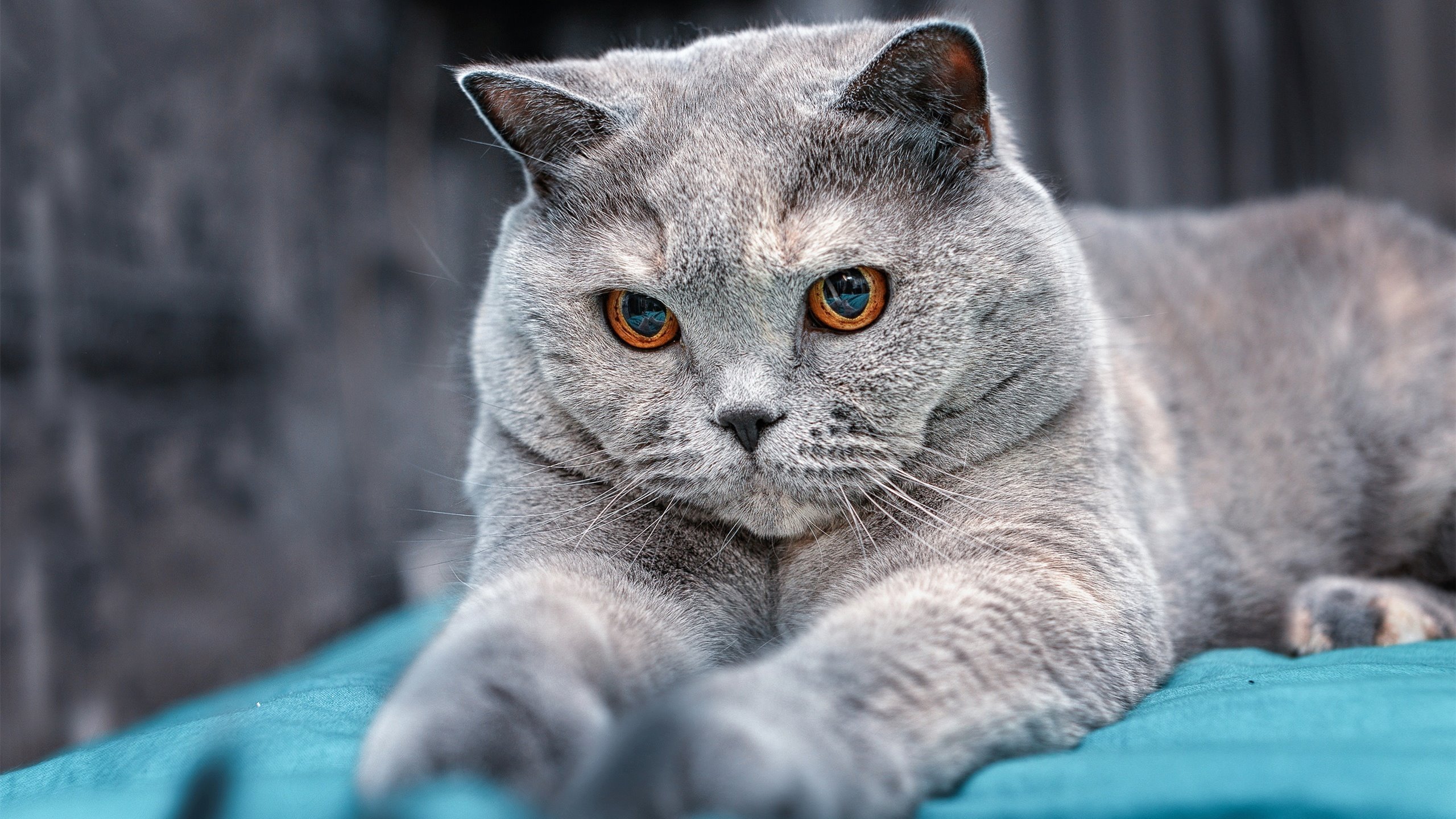 开云体育在线官网-中国女篮全胜夺冠彰显硬实力，中国女篮获得冠军