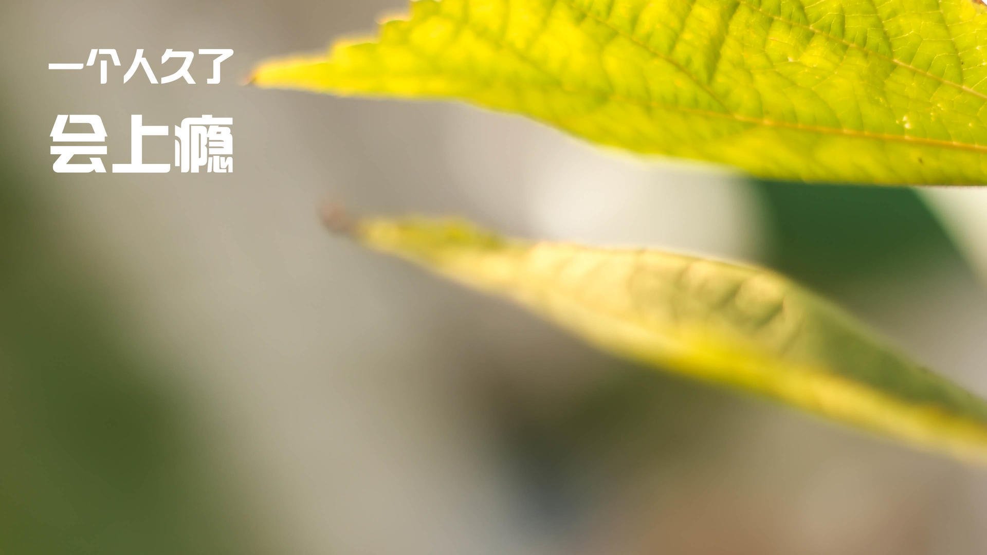 中国女篮核心球员表现抢眼 引领球队节奏,中国女篮人物介绍