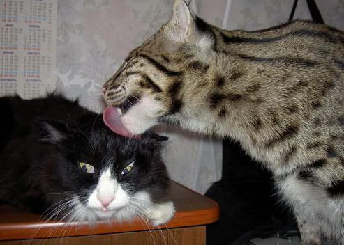 体育新闻中心发布体育内容质量监测指标体系,体质监测新闻稿