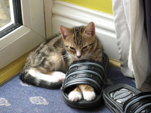 场馆设施智能化建设加快推进,智慧化场馆建设