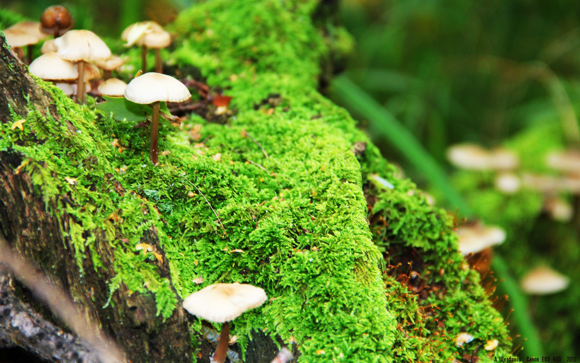 恩波利主力核心回归增强中场控制力,恩波利vs博洛尼亚直播