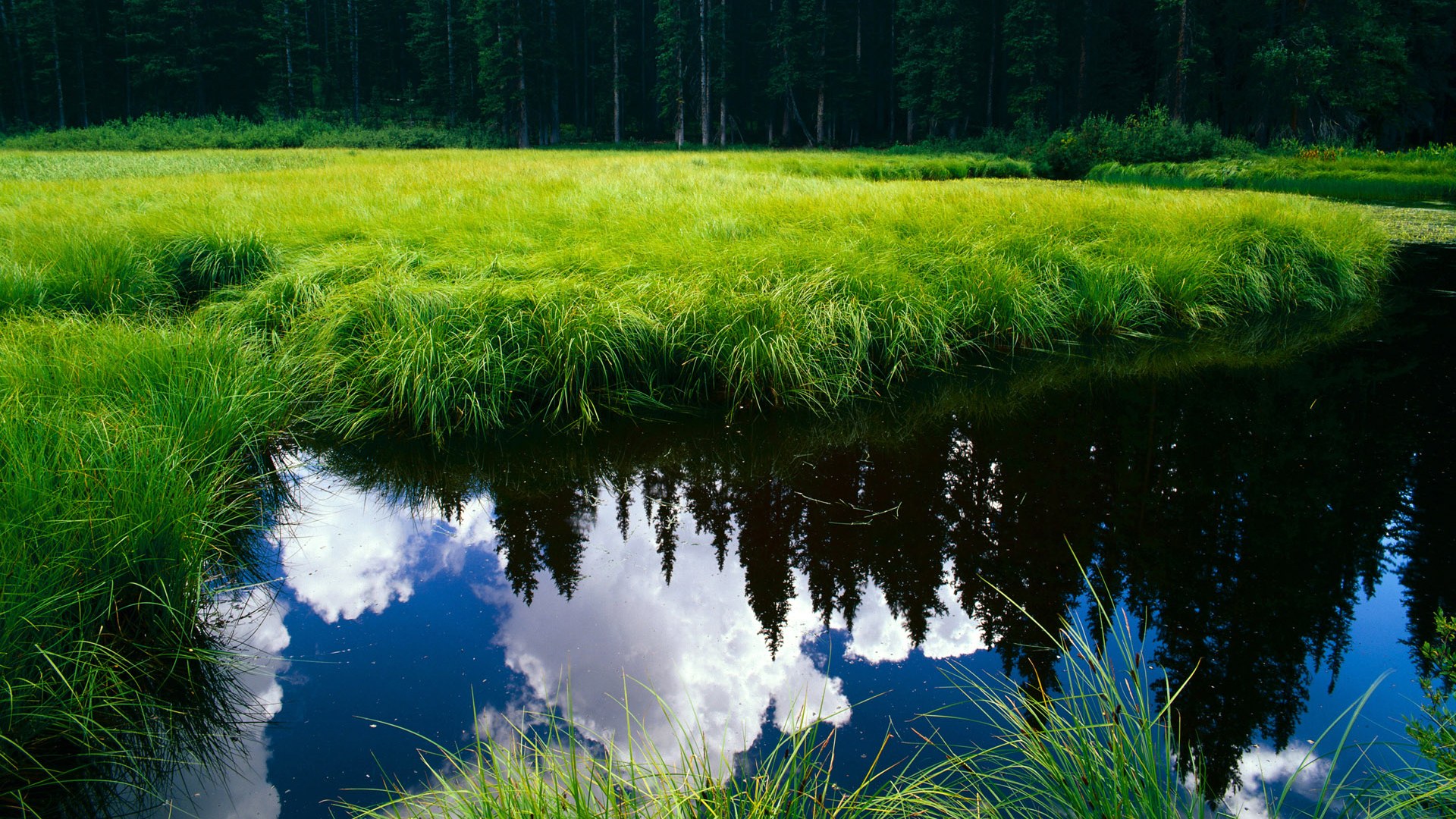 开云体育足球-本菲卡队长展现领袖气质稳定军心，本菲卡强吗