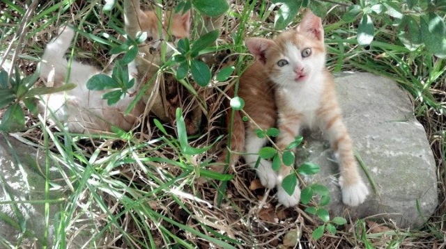 欧洲金靴归属战中各联赛射手表现差异化对比,2021赛季欧洲金靴