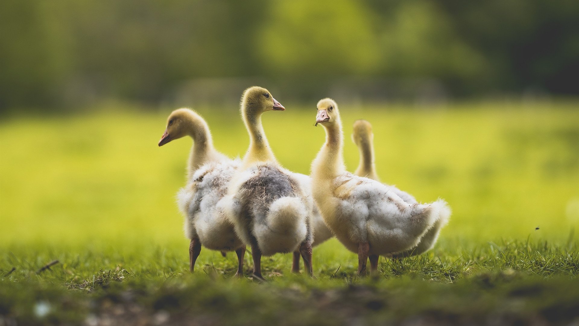 kaiyun开云体育-皇马传控渗透打破对手防线布局，皇马 传奇