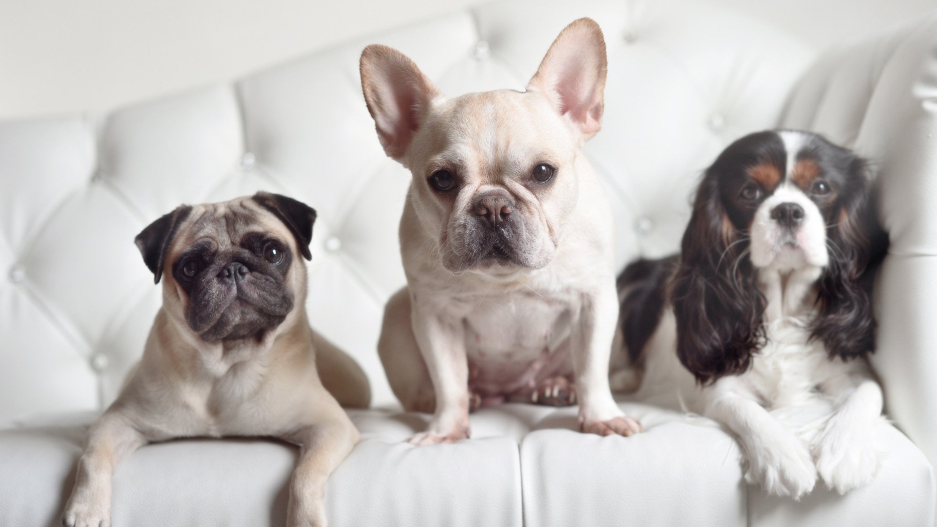 花样滑冰配乐版权合作新机制出台,花样滑冰的音乐是自己选的吗