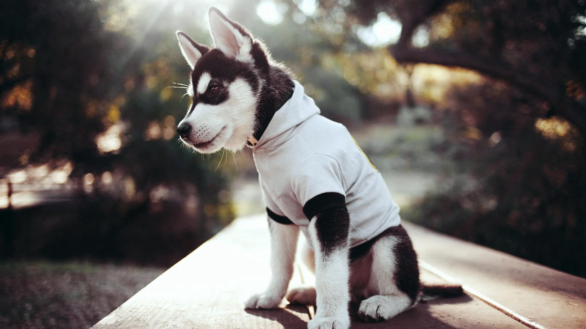 辽宁飞豹展现强大团队凝聚力冲击总冠军,辽宁飞豹是什么企业