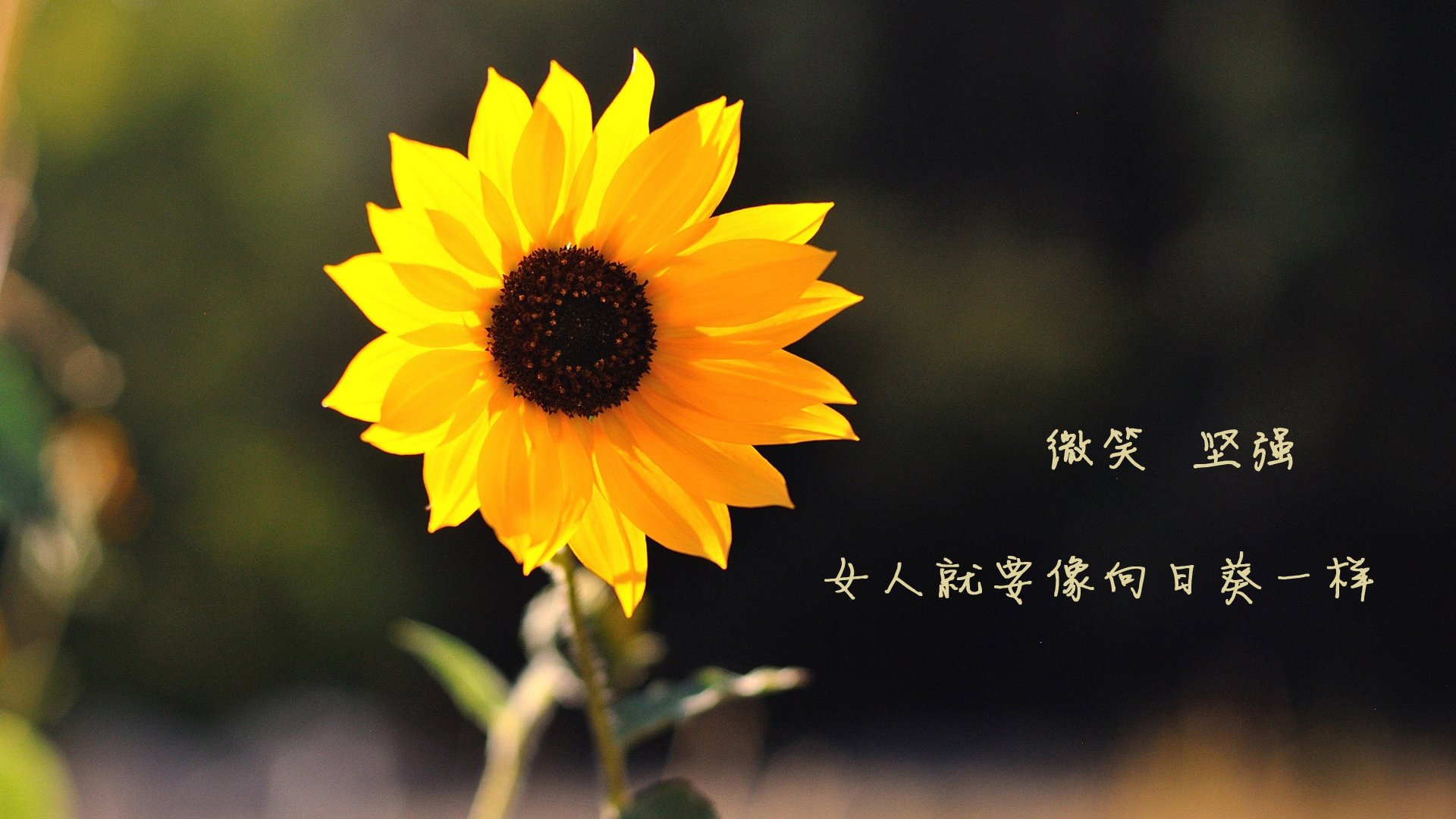 马洛卡防守反击打出理想效果，马洛卡主帅