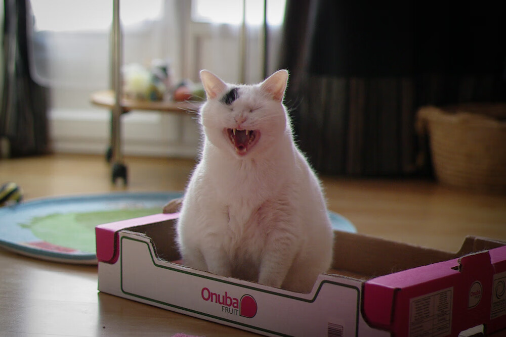 “安赫尔·巴尔博萨的球场感知与精湛技巧,为美洲狮队提供更多进攻选择”