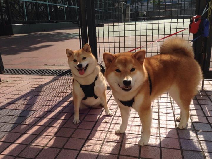 开云体育网站-中国篮协启动全国青少年篮球提升计划，中国青少年篮球技能等级认证中心官网