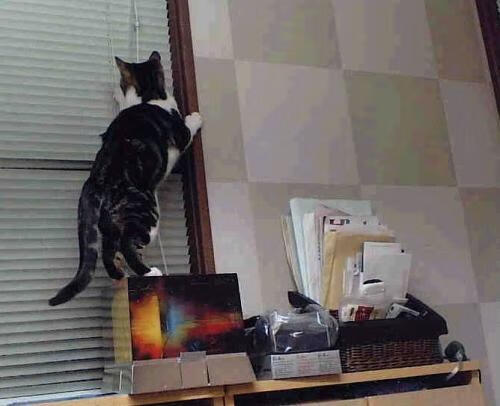 乔纳·隆戈：全黑队的“恐怖边锋”，橄榄球场上的绝对主宰