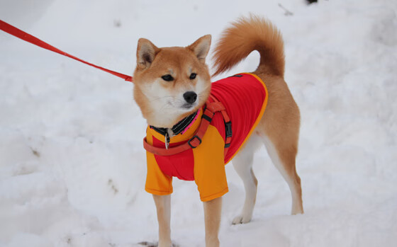 仰泳选手状态正佳助瑞士夺分，仰泳国际比赛视频
