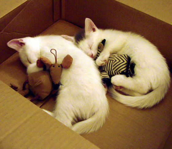 卢旺达女篮在非洲锦标赛中继续奋勇,提升国际影响力