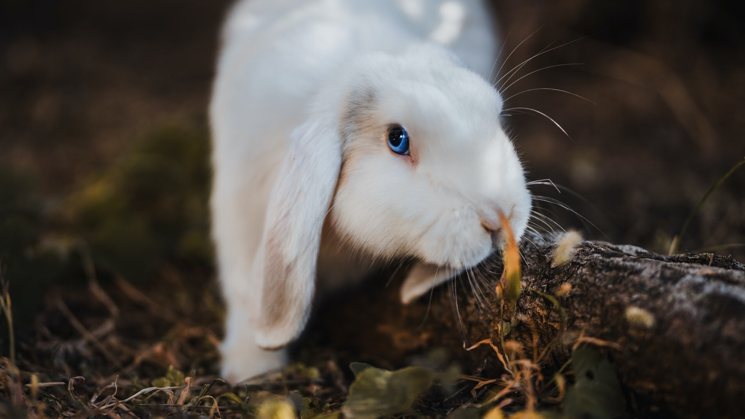 国家排球队公布新援加入以及训练计划，国家排球队队名