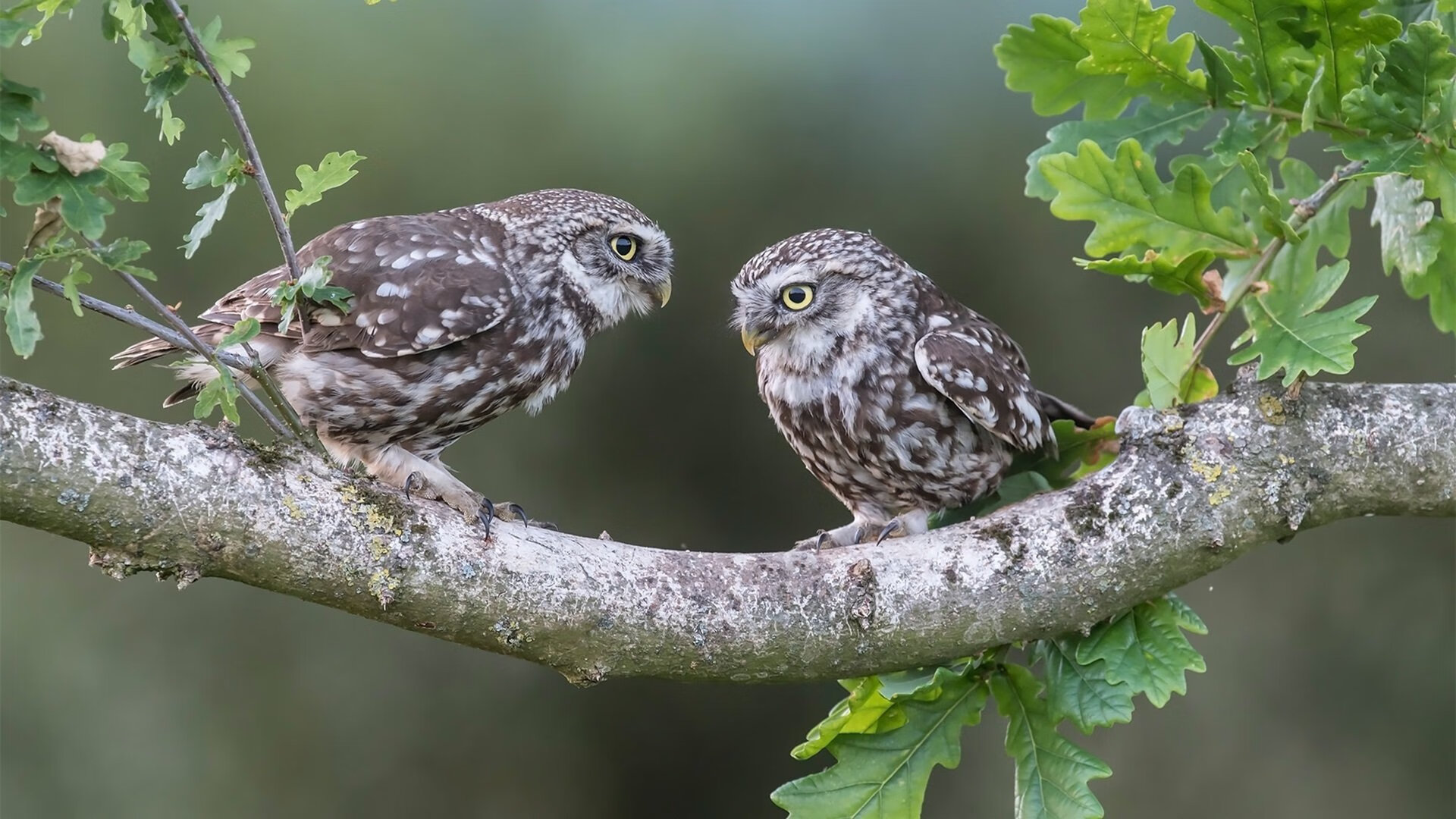 塞尔维亚男篮在欧洲预赛中奋勇拼搏,希冀奥运圆梦,塞尔维亚男子篮球队