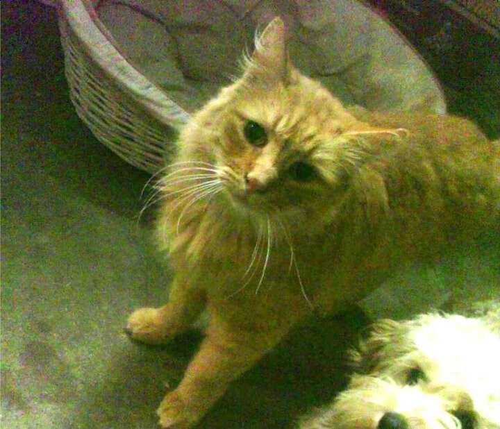 洛杉矶银河迎来重要引援,目标冲击MLS冠军