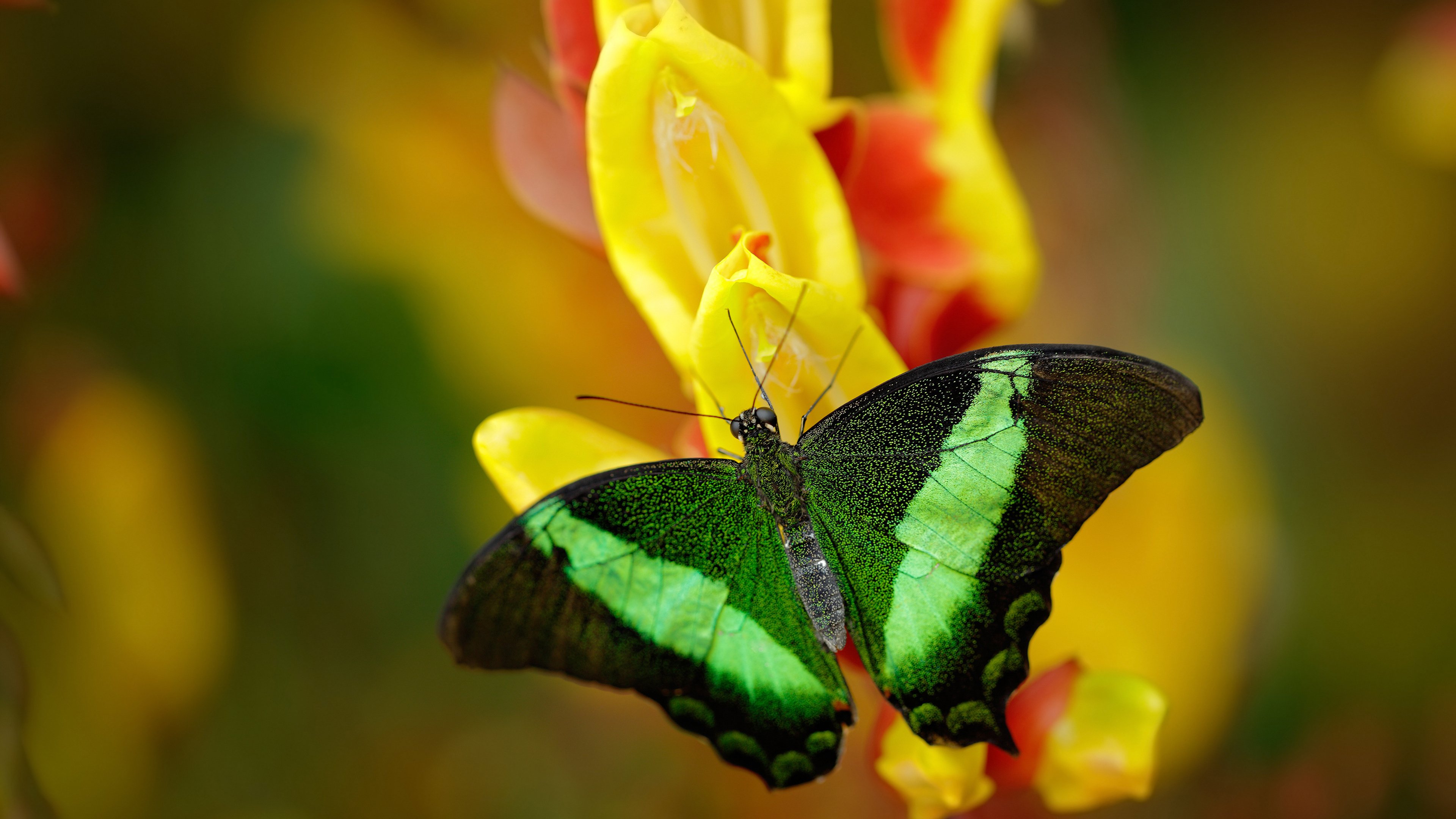 科特迪瓦男篮在非洲锦标赛中持续升温,迈向梦想之旅,非洲科特迪瓦现在是什么时间