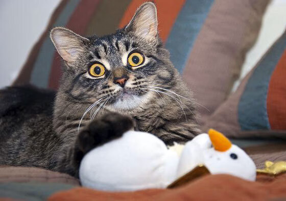 篮球国家队集训安排透明化每日训练内容对外开放展示,国家篮球集训名单公布