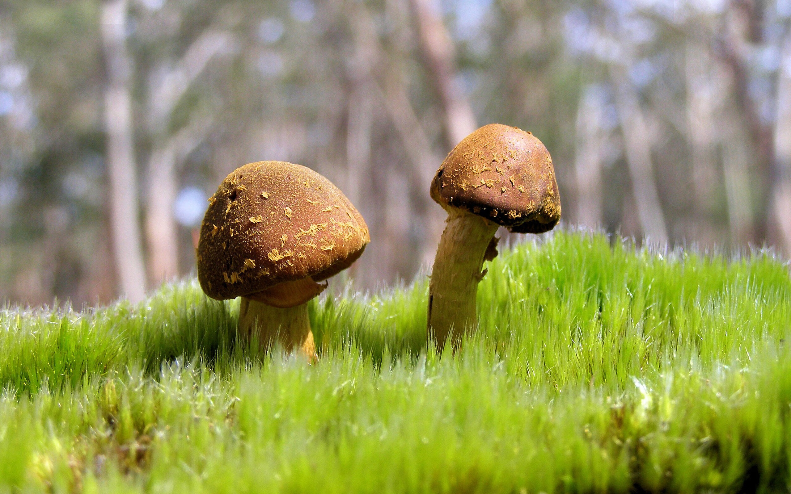 达米恩·麦肯齐:全黑队的“隐形杀手”,用精确的跑位撕开对方防线