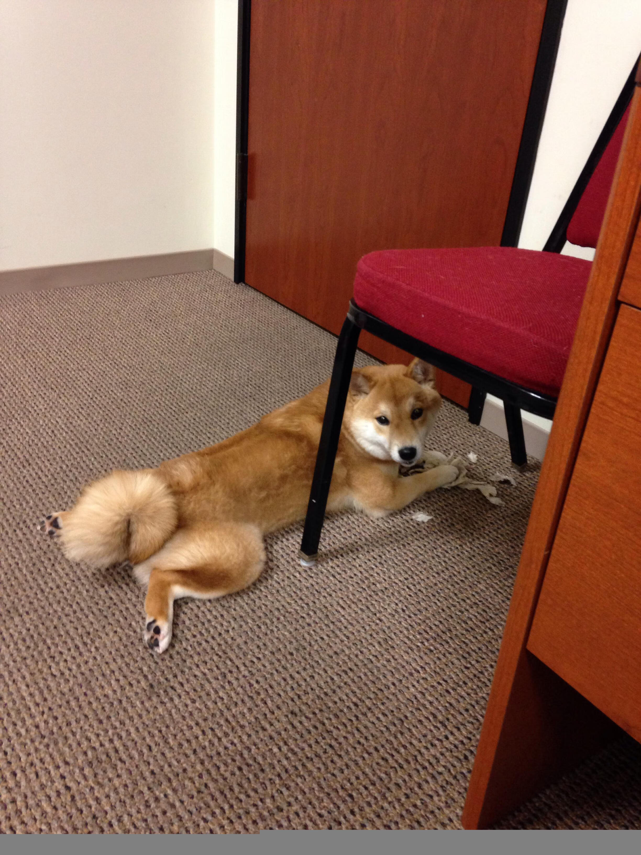 开云体育-上赛季曾单场轰33+5+4！浙江广厦冠军小外援无人问津，或就此告别CBA赛场